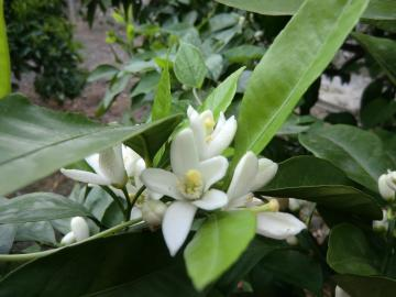 みかんの花が開花