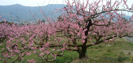 フルーツランド和歌山の桃の開花